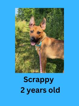 Scrappy -  German Shepherd Dog Dog for Adoption in Ravenna, Ohio - Scrappy | PetCurious