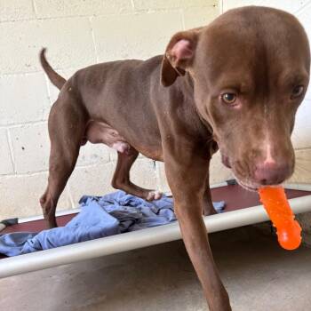 Tank 4222 -  Pit Bull Terrier Dog for Adoption in Loxahatchee Groves, Florida - Tank 4222 | PetCurious