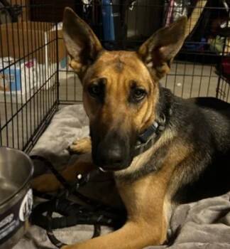 Rescue German Shepherd Dog Dogs for Adoption in Tracy, California - A045912 | PetCurious