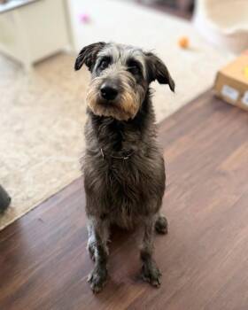 Mixed Breed Dogs Available for Adoption - Mr. Chips | PetCurious