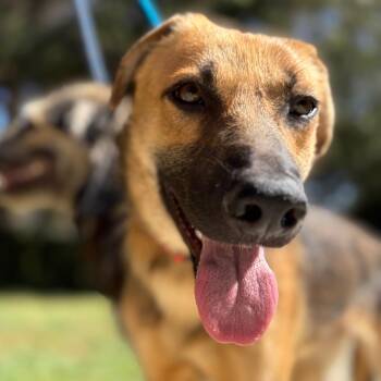 Paisley -  Retriever and Shepherd Dog for Adoption in Newport Beach, California - Paisley | PetCurious