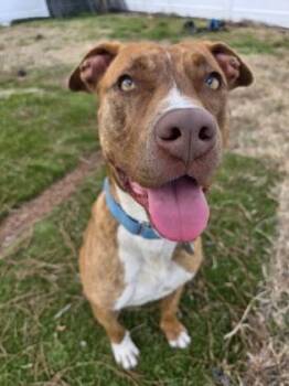 Mixed Breed Dogs Available for Adoption - Tipper | PetCurious