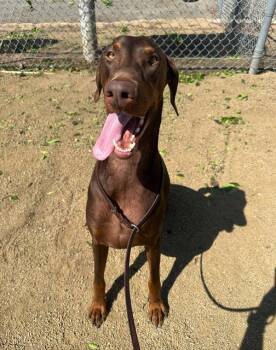 Rescue Doberman Pinscher Dogs for Adoption in Chula Vista, California - DRACO | PetCurious
