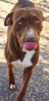 Pickles -  Staffordshire Bull Terrier Dog for Adoption in Troy, Alabama - Pickles | PetCurious