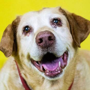 Labrador Retriever Dogs Available for Adoption - Rustie | PetCurious