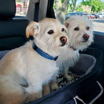 Ollie and Abby -  Terrier Dog Available for Adoption in Shakopee, Minnesota - Ollie And Abby | PetCurious