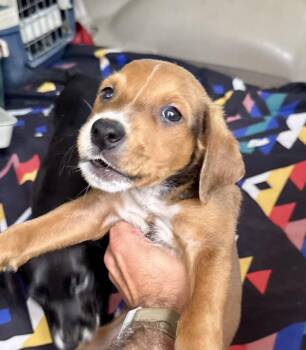 Wonton -  Terrier Dog for Adoption in Jefferson, New Jersey - Wonton | PetCurious