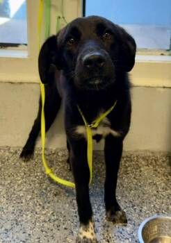 Brody -  Mixed Breed Dog for Adoption in Mobile, Alabama - Brody | PetCurious