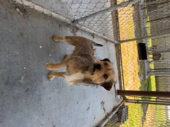 Border Terrier Dogs Available for Adoption in Zimmerman, Minnesota - Scruffy | PetCurious