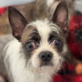Boston Terrier and Terrier Dogs Available for Adoption in Goleta, California - Peter Pan | PetCurious