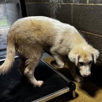 Puffy -  Great Pyrenees and Mixed Breed Dog for Adoption in Nashville, Tennessee - Puffy | PetCurious