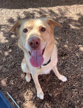 Noah -  Labrador Retriever Dog for Adoption in Plano, Texas - Noah | PetCurious