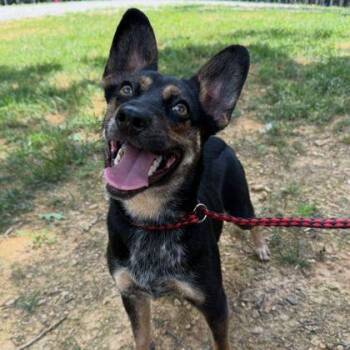 Casey -  Cattle Dog and Mixed Breed Dog for Adoption in Westland, Michigan - Casey | PetCurious