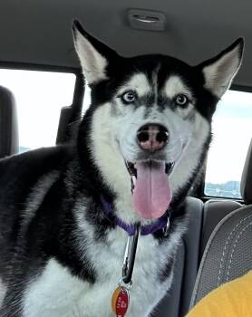 Niyah -  Husky Dog for Adoption in Indiana, Pennsylvania - Niyah | PetCurious