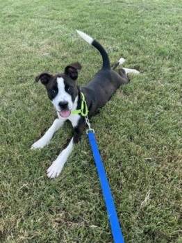 Pegasus -  Mixed Breed Dog for Adoption in Atlanta, Georgia - Pegasus | PetCurious