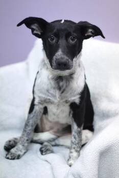 Betsy in NH. Come Meet our Adoptable Dogs Wednesday-Saturday. Mo -  Cattle Dog Dog for Adoption in Manchester, New Hampshire - Betsy In NH. Come Meet Our Adoptable Dogs Wednesday-Saturday. Mo | PetCurious