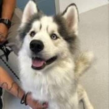 Husky Dogs Available for Adoption in Allen, Texas - Axle Rose | PetCurious