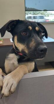 Bridgette -  German Shepherd Dog Dog for Adoption in La Grange, Texas - Bridgette | PetCurious