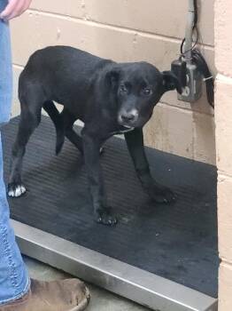 Labrador Retriever and Pit Bull Terrier Dogs Available for Adoption in Swainsboro, Georgia - Lily | PetCurious
