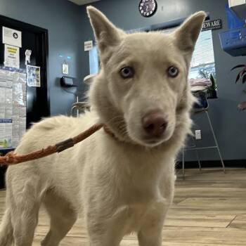 Boba -  Husky Dog Available for Adoption in Newark, New Jersey - Boba | PetCurious