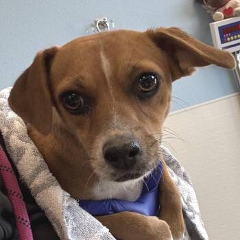 Socks -  Mixed Breed Dog for Adoption in Las Cruces, New Mexico - Socks | PetCurious