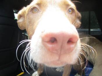 Pit Bull Terrier Dogs Available for Adoption in Ocala, Florida - MOE | PetCurious