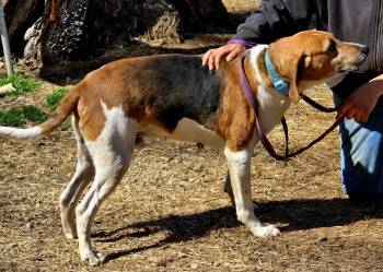 Rescue Coonhound Dogs for Adoption in Chase City, Virginia - Chester | PetCurious