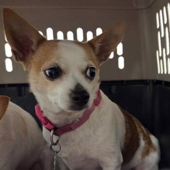 LillyMae -  Chihuahua Dog for Adoption in Chattanooga, Tennessee - LillyMae | PetCurious