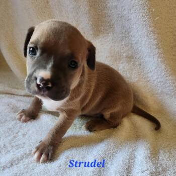 Strudel -  Mixed Breed Dog for Adoption in Englewood, Florida - Strudel | PetCurious
