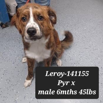 Great Pyrenees and Mixed Breed Dogs Available for Adoption in New Tazewell, Tennessee - Leroy | PetCurious