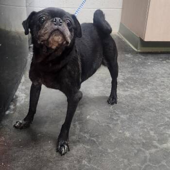 LuLu -  Pug Dog for Adoption in Evensville, Tennessee - LuLu | PetCurious