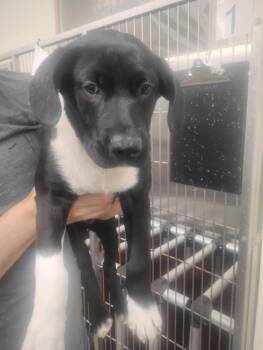 Monterey -  Mixed Breed Dog for Adoption in Lake City, Arkansas - Monterey | PetCurious