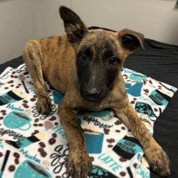 Belgian Shepherd Malinois and Shepherd Dogs Available for Adoption in Oakland, California - Discover | PetCurious