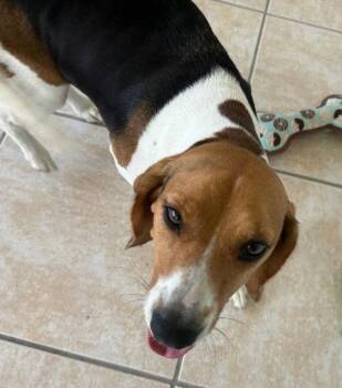 Beagle Dogs Available for Adoption in Dunnellon, Florida - Dixie Lee | PetCurious