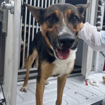 Vaquero -  Shepherd and Mixed Breed Dog for Adoption in Edinburg, Texas - Vaquero | PetCurious
