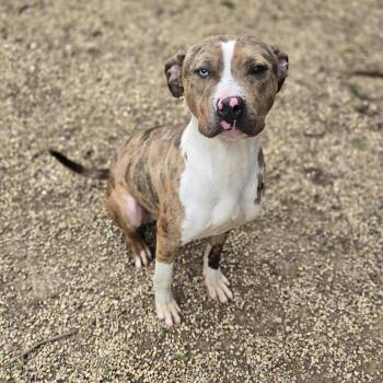 Terrier Dogs Available for Adoption in Mineral Point, Wisconsin - Marco | PetCurious