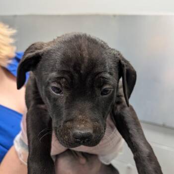 American Staffordshire Terrier Dogs Available for Adoption - Zoe | PetCurious