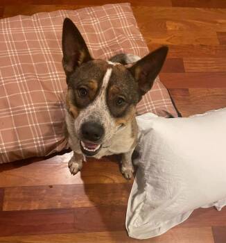 Australian Cattle Dog Blue Heeler Dogs Available for Adoption in Libertyville, Illinois - Colt | PetCurious