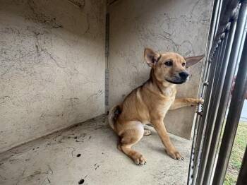 Shiba Inu and Chow Chow Dogs Available for Adoption in Oklahoma City, Oklahoma - PEACHES | PetCurious