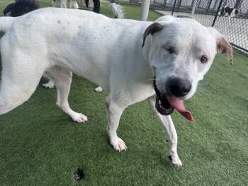 Rescue Rottweiler and American Staffordshire Terrier Dogs for Adoption in Tampa, Florida - Daffodil | PetCurious