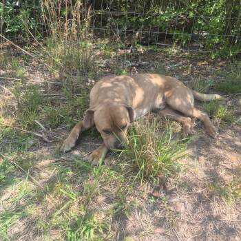 Gumbo -  Cane Corso and Mixed Breed Dog for Adoption in Aberdeen, North Carolina - Gumbo | PetCurious