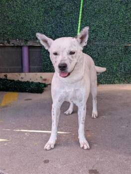 Scatter -  Pit Bull Terrier and Mixed Breed Dog for Adoption in El Paso, Texas - Scatter | PetCurious