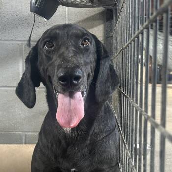Madeleine -  Great Dane and Black Labrador Retriever Dog Available for Adoption in West Point, Mississippi - Madeleine | PetCurious