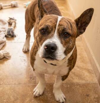 Buddy 0140 -  Mixed Breed Dog for Adoption in Boca Raton, Florida - Buddy 0140 | PetCurious