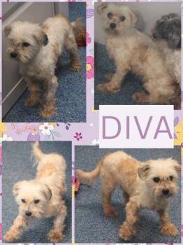 DIVA -  Mixed Breed Dog for Adoption in Kenansville, North Carolina - DIVA | PetCurious