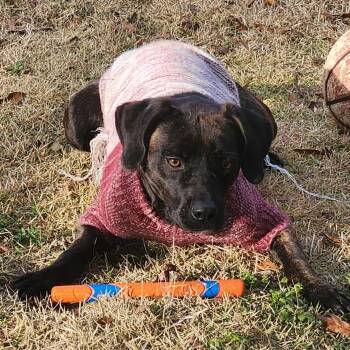 Mixed Breed Dogs Available for Adoption - Jackie | PetCurious