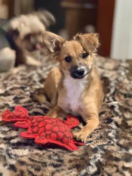 Cinnamon -  Australian Shepherd and Pomeranian Dog for Adoption in Dripping Springs, Texas - Cinnamon | PetCurious
