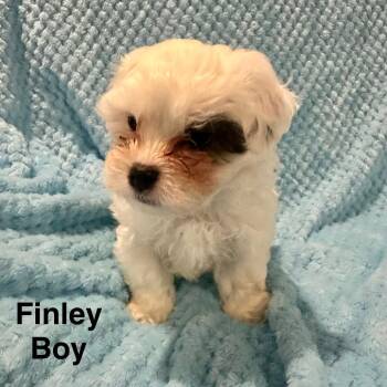 Mixed Breed Dogs Available for Adoption - Finley | PetCurious