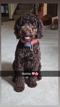 Matilda -  Goldendoodle Dog for Adoption - Matilda | PetCurious