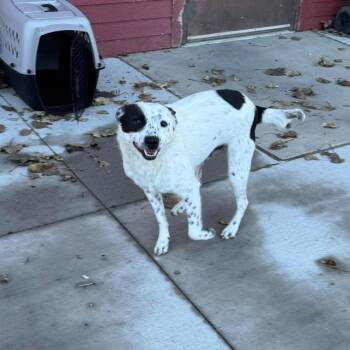 Amir -  Australian Shepherd and Cattle Dog Dog for Adoption in Monticello, Iowa - Amir | PetCurious